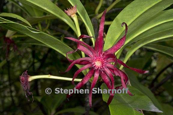 illicium floridanum 1 graphic